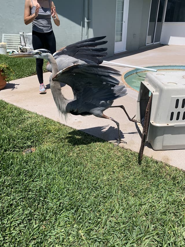 The Case of the Mangled Blue Heron and My Jarring Wake-up Call to Care about the Environment