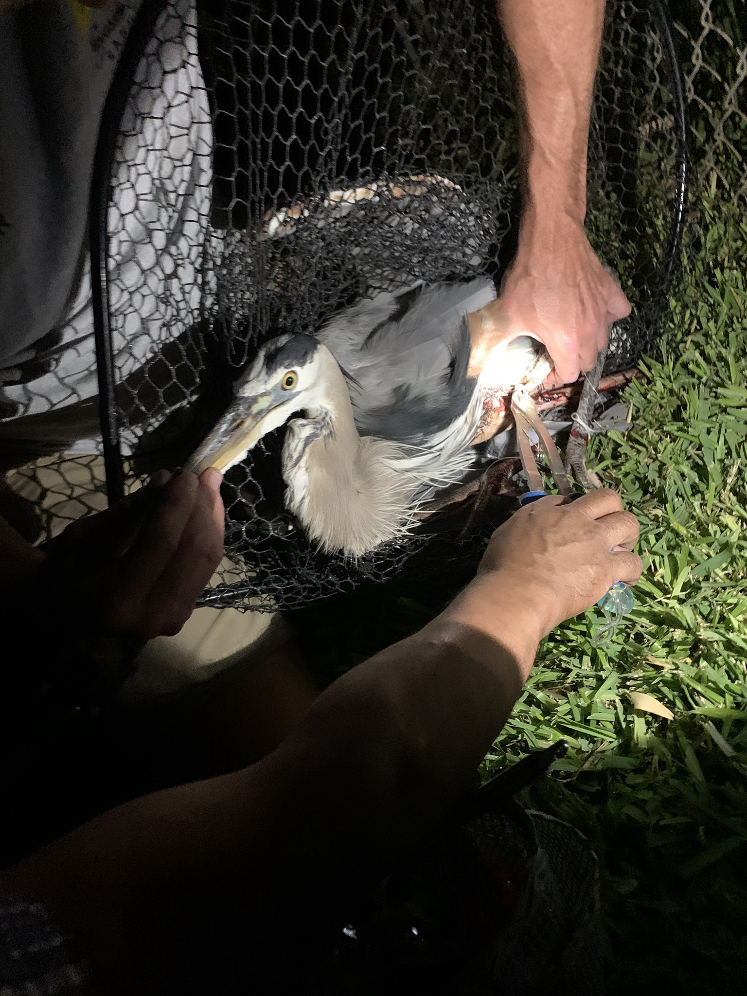 It apparently takes four people to free one heron